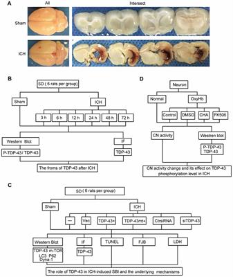 TAR DNA Binding Protein-43 Loss of Function Induced by Phosphorylation at S409/410 Blocks Autophagic Flux and Participates in Secondary Brain Injury After Intracerebral Hemorrhage